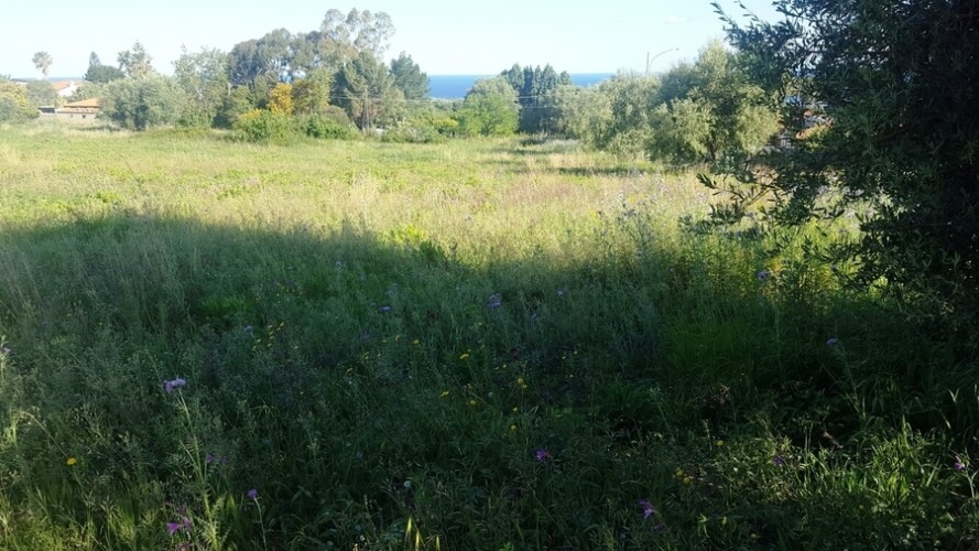 Zambrone, ,Tomtmark,Till salu,1143