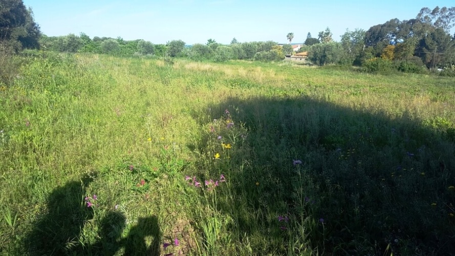 Zambrone, ,Tomtmark,Till salu,1143