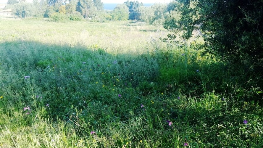 Zambrone, ,Tomtmark,Till salu,1143