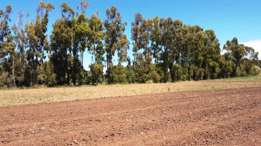 Santa Domenica, 89866, ,Tomtmark,Till salu,1145