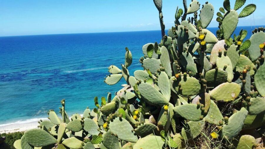 Santa Domenica, 89866, ,Tomtmark,Till salu,1145