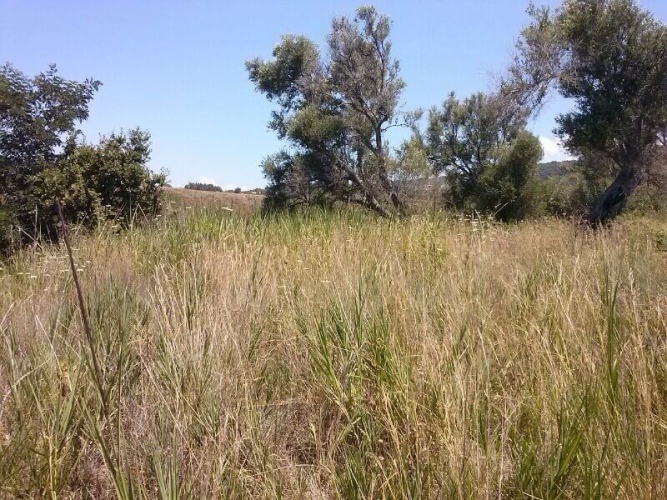 Parghelia, 89861, ,Tomtmark,Till salu,1146