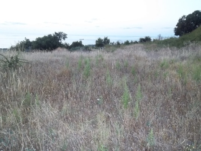 Santa Domenica, 89861, ,Tomtmark,Till salu,1147