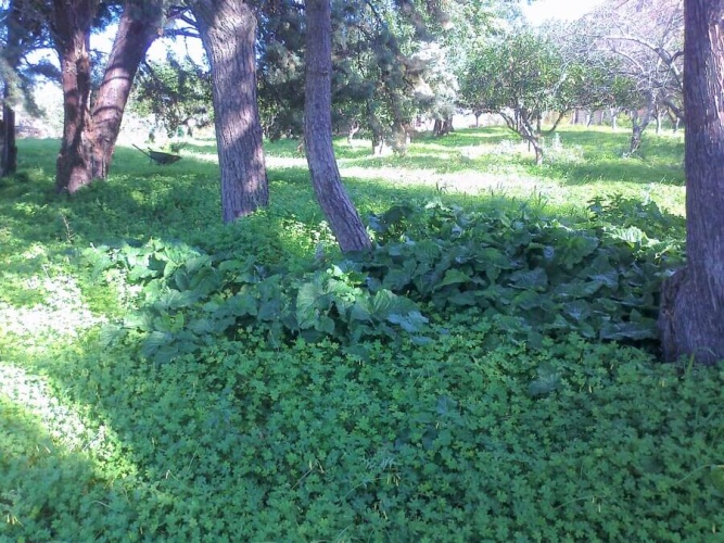 Tropea, Calabria 89861, ,Tomtmark,Till salu,1149