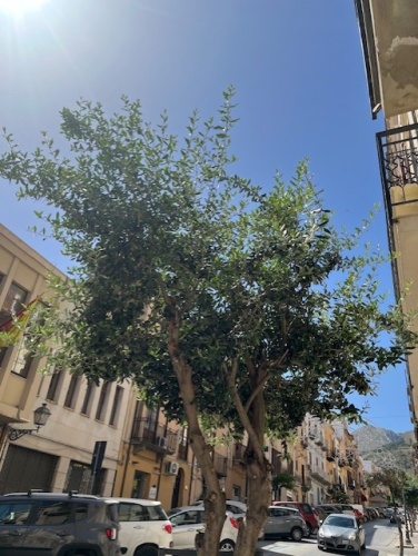 57 Via Costantino, Castellammare del Golfo, 91014, 1 Bedroom Bedrooms, 2 Rooms Rooms,1 BathroomBathrooms,Lägenhet,Att hyra,Via Costantino ,3,1162